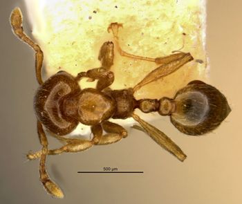 Media type: image;   Entomology 26286 Aspect: habitus dorsal view